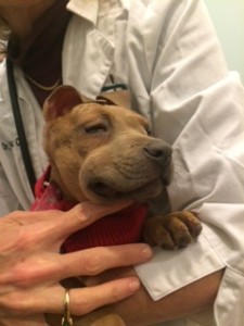 Lulu-Belle in my vet's arms about two hours after she received the lepto vaccine.