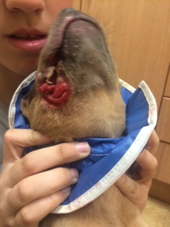 Lulu-Belle's mouth wound--before it got worse.